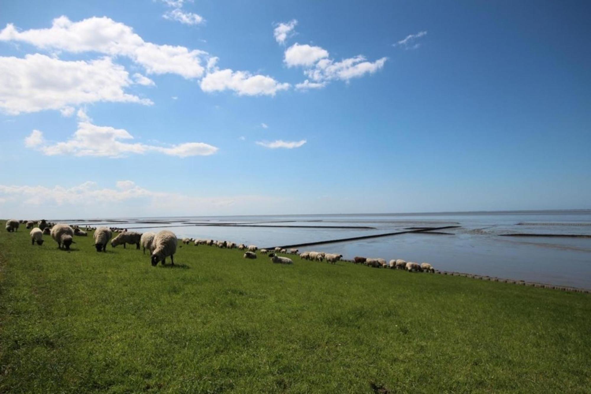 Grosse Nordseewelle Ohne Hund Norden Εξωτερικό φωτογραφία